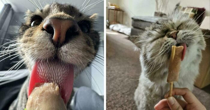51 Funny Pics Of Food-Obsessed Cats Who Forgot How To Act Civilized Around A Snack