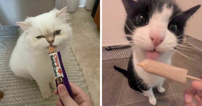 51 Funny Pics Of Food-Obsessed Cats Who Forgot How To Act Civilized Around A Snack