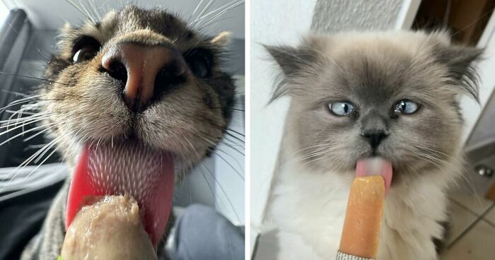 51 Funny Pics Of Food-Obsessed Cats Who Forgot How To Act Civilized Around A Snack