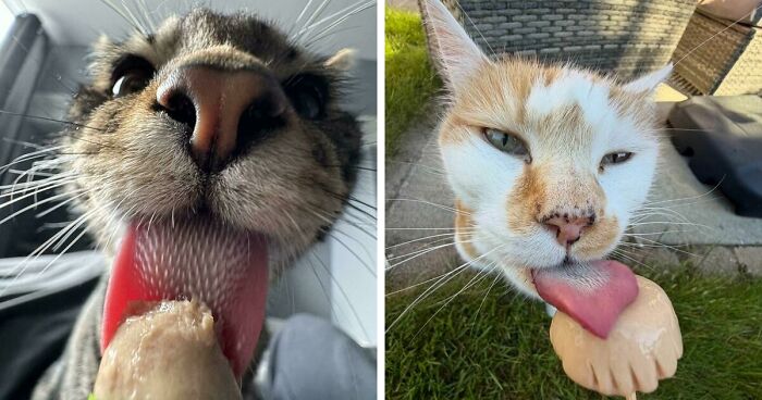 51 Funny Pics Of Food-Obsessed Cats Who Forgot How To Act Civilized Around A Snack