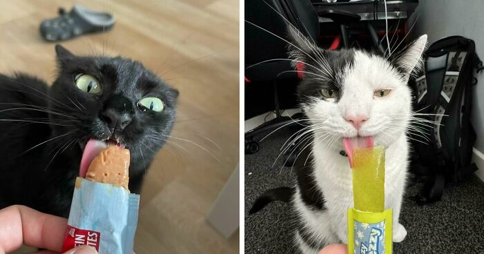 51 Funny Pics Of Food-Obsessed Cats Who Forgot How To Act Civilized Around A Snack