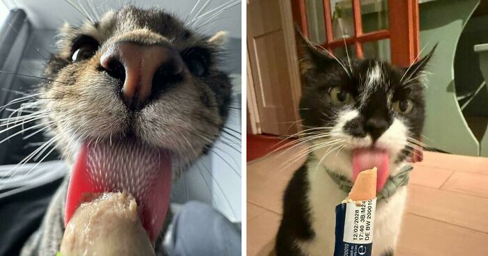 51 Funny Pics Of Food-Obsessed Cats Who Forgot How To Act Civilized Around A Snack