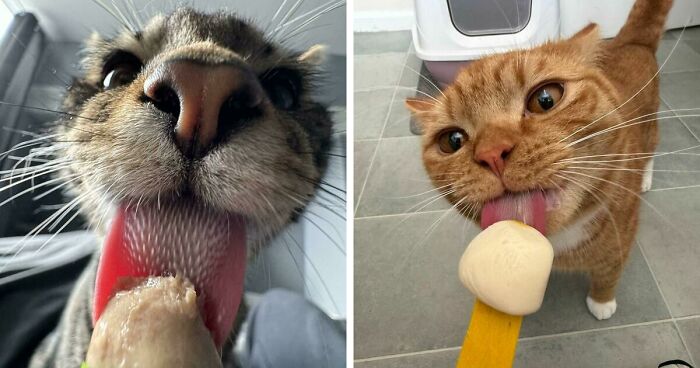 51 Funny Pics Of Food-Obsessed Cats Who Forgot How To Act Civilized Around A Snack