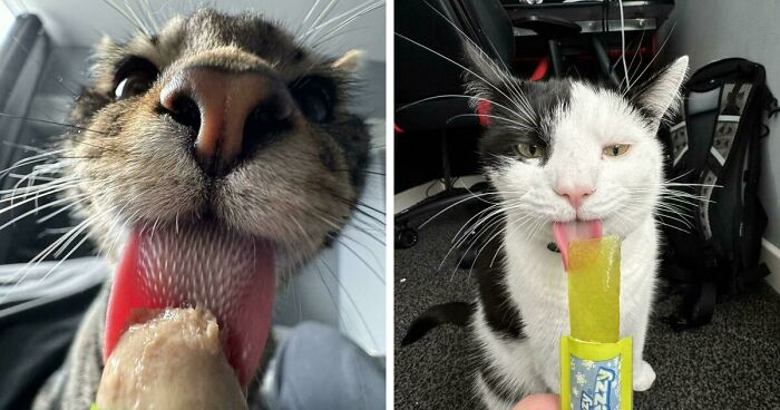 51 Funny Pics Of Food-Obsessed Cats Who Forgot How To Act Civilized Around A Snack