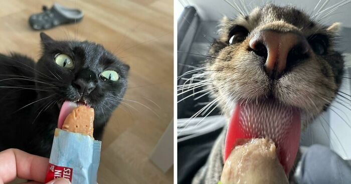 51 Funny Pics Of Food-Obsessed Cats Who Forgot How To Act Civilized Around A Snack
