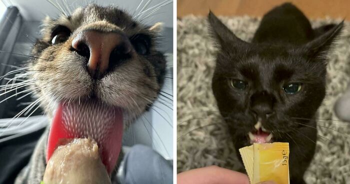 51 Funny Pics Of Food-Obsessed Cats Who Forgot How To Act Civilized Around A Snack