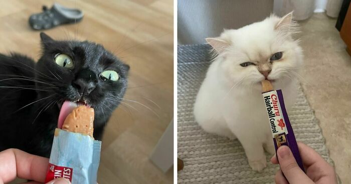 51 Funny Pics Of Food-Obsessed Cats Who Forgot How To Act Civilized Around A Snack
