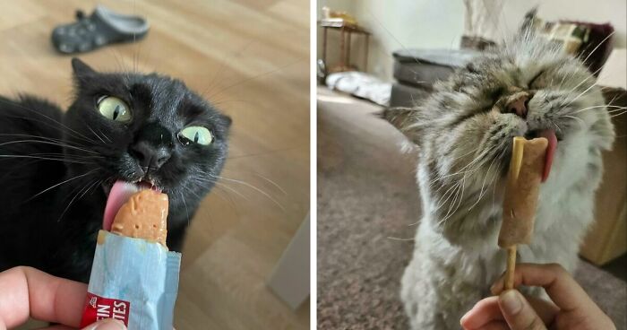 51 Funny Pics Of Food-Obsessed Cats Who Forgot How To Act Civilized Around A Snack
