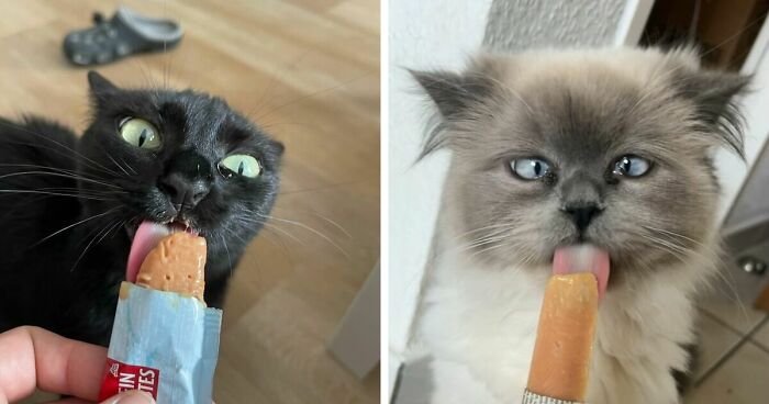 51 Funny Pics Of Food-Obsessed Cats Who Forgot How To Act Civilized Around A Snack