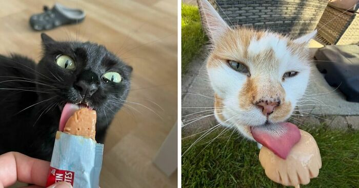 51 Funny Pics Of Food-Obsessed Cats Who Forgot How To Act Civilized Around A Snack