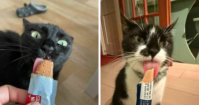 51 Funny Pics Of Food-Obsessed Cats Who Forgot How To Act Civilized Around A Snack