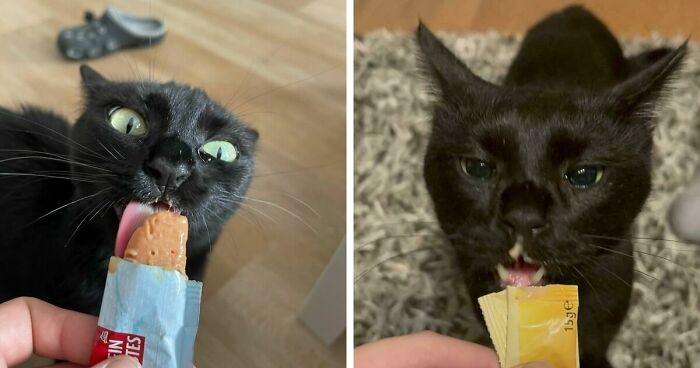 51 Funny Pics Of Food-Obsessed Cats Who Forgot How To Act Civilized Around A Snack