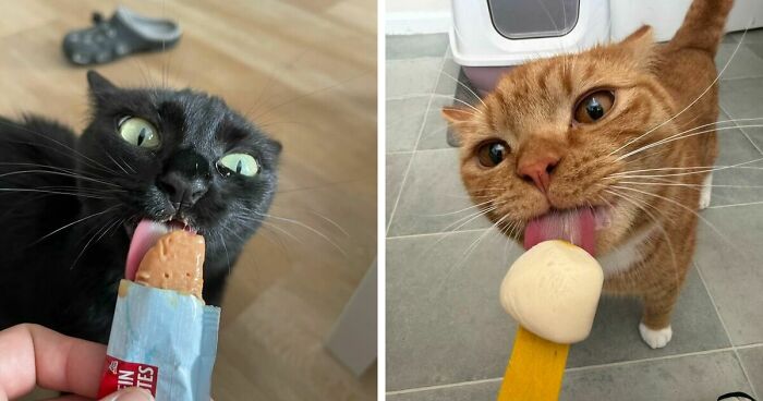 51 Funny Pics Of Food-Obsessed Cats Who Forgot How To Act Civilized Around A Snack