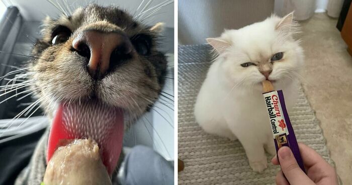 51 Funny Pics Of Food-Obsessed Cats Who Forgot How To Act Civilized Around A Snack