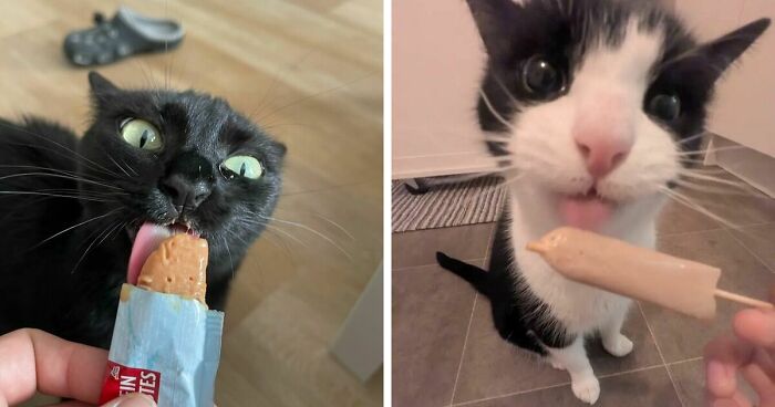 51 Funny Pics Of Food-Obsessed Cats Who Forgot How To Act Civilized Around A Snack