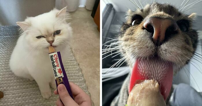 51 Funny Pics Of Food-Obsessed Cats Who Forgot How To Act Civilized Around A Snack