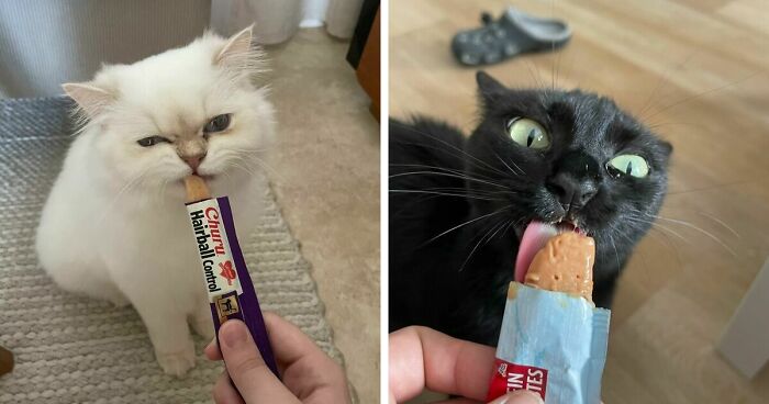 51 Funny Pics Of Food-Obsessed Cats Who Forgot How To Act Civilized Around A Snack