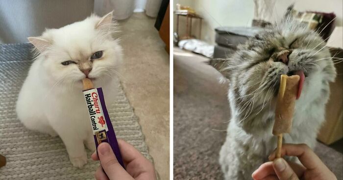 51 Funny Pics Of Food-Obsessed Cats Who Forgot How To Act Civilized Around A Snack