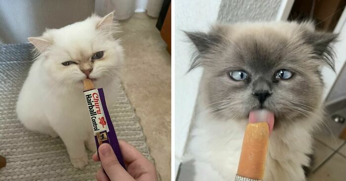 51 Funny Pics Of Food-Obsessed Cats Who Forgot How To Act Civilized Around A Snack