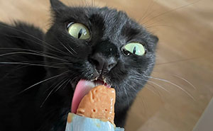 51 Funny Pics Of Food-Obsessed Cats Who Forgot How To Act Civilized Around A Snack