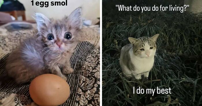 50 Funny Cat Memes That Prove Life Is Better When Cats Are Being Weird
