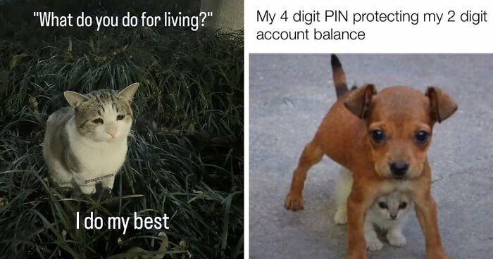 50 Funny Cat Memes That Prove Life Is Better When Cats Are Being Weird
