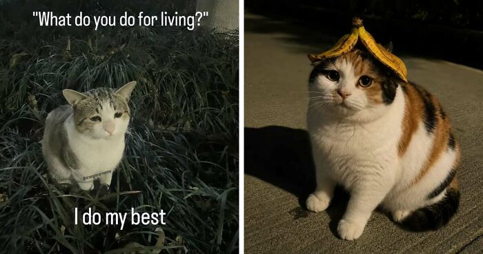 50 Funny Cat Memes That Prove Life Is Better When Cats Are Being Weird