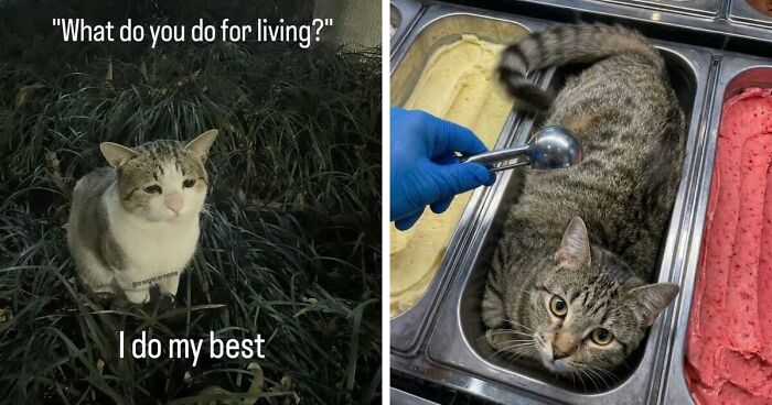 50 Funny Cat Memes That Prove Life Is Better When Cats Are Being Weird
