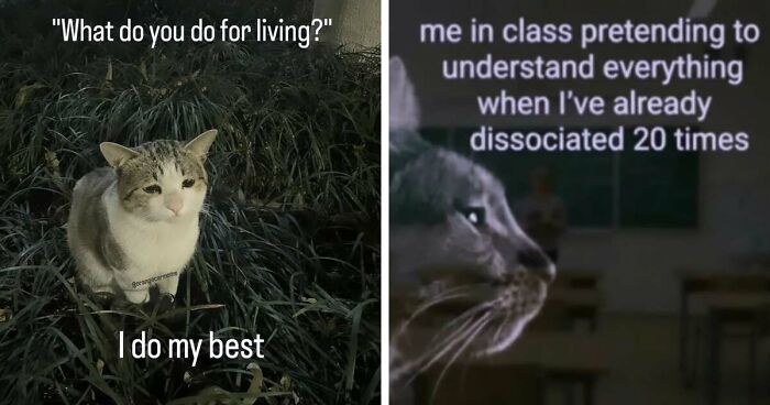 50 Funny Cat Memes That Prove Life Is Better When Cats Are Being Weird