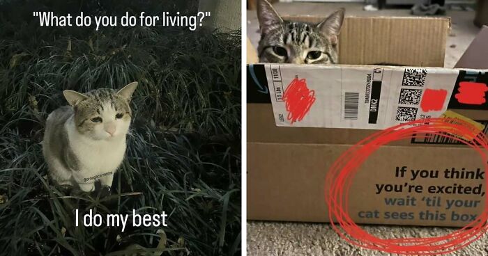 50 Funny Cat Memes That Prove Life Is Better When Cats Are Being Weird