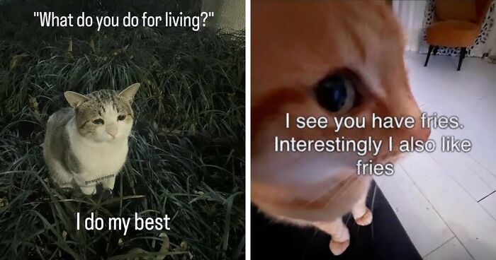50 Funny Cat Memes That Prove Life Is Better When Cats Are Being Weird
