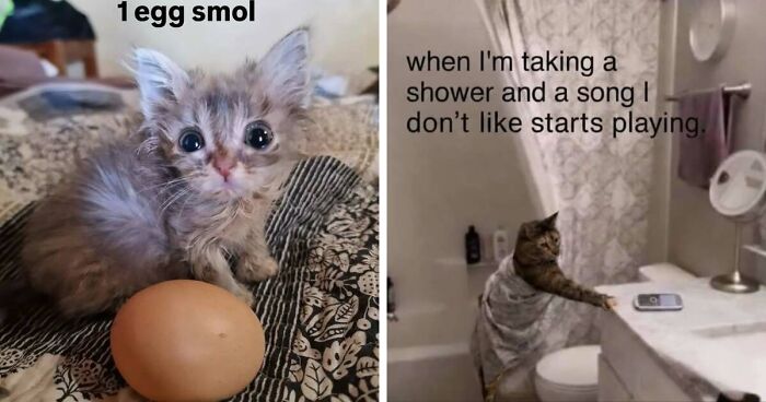 50 Funny Cat Memes That Prove Life Is Better When Cats Are Being Weird
