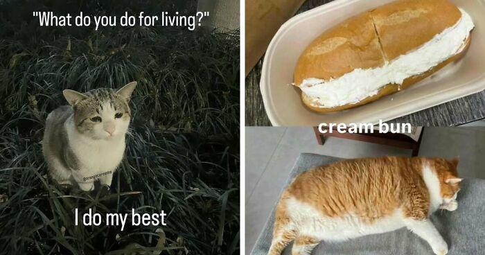 50 Funny Cat Memes That Prove Life Is Better When Cats Are Being Weird