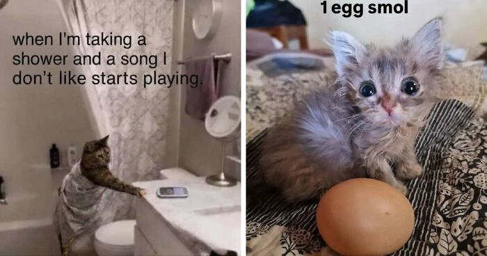 50 Funny Cat Memes That Prove Life Is Better When Cats Are Being Weird
