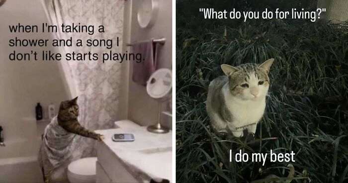 50 Funny Cat Memes That Prove Life Is Better When Cats Are Being Weird
