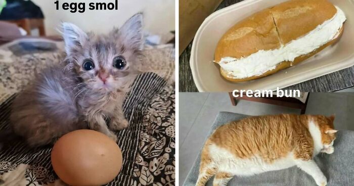 50 Funny Cat Memes That Prove Life Is Better When Cats Are Being Weird