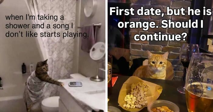 50 Funny Cat Memes That Prove Life Is Better When Cats Are Being Weird