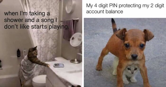 50 Funny Cat Memes That Prove Life Is Better When Cats Are Being Weird