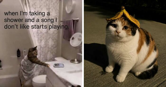 50 Funny Cat Memes That Prove Life Is Better When Cats Are Being Weird