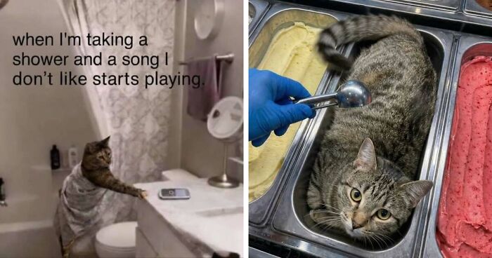 50 Funny Cat Memes That Prove Life Is Better When Cats Are Being Weird