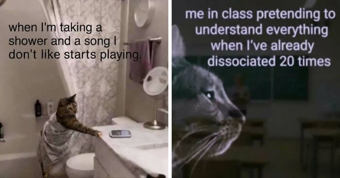 50 Funny Cat Memes That Prove Life Is Better When Cats Are Being Weird