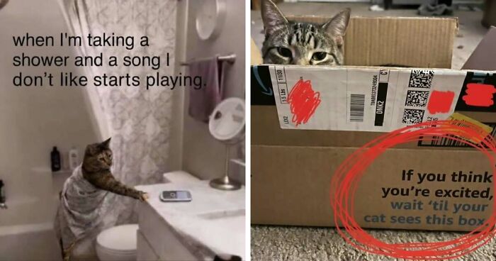 50 Funny Cat Memes That Prove Life Is Better When Cats Are Being Weird