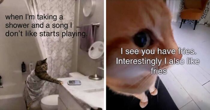 50 Funny Cat Memes That Prove Life Is Better When Cats Are Being Weird