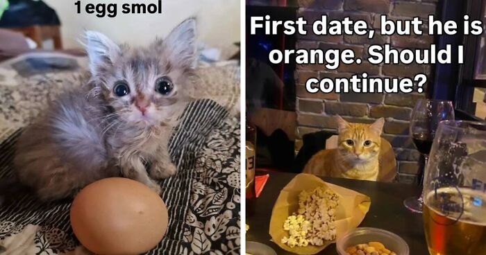 50 Funny Cat Memes That Prove Life Is Better When Cats Are Being Weird