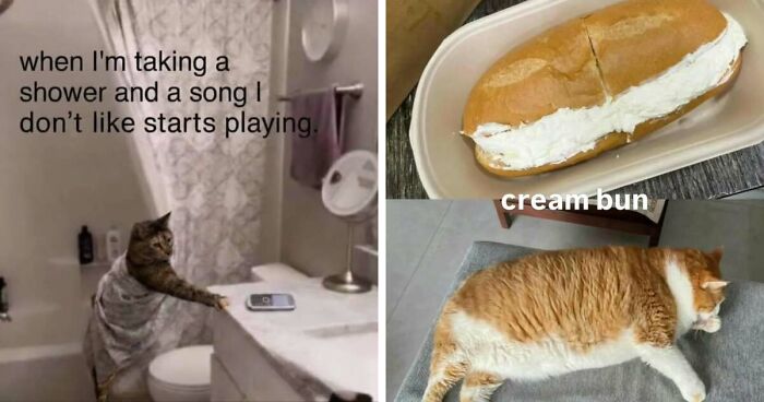 50 Funny Cat Memes That Prove Life Is Better When Cats Are Being Weird
