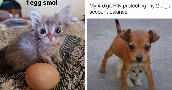 50 Funny Cat Memes That Prove Life Is Better When Cats Are Being Weird