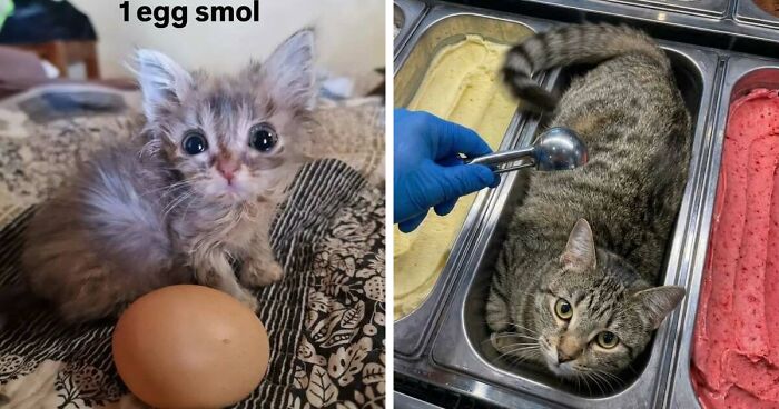 50 Funny Cat Memes That Prove Life Is Better When Cats Are Being Weird