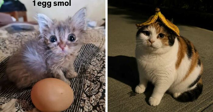 50 Funny Cat Memes That Prove Life Is Better When Cats Are Being Weird