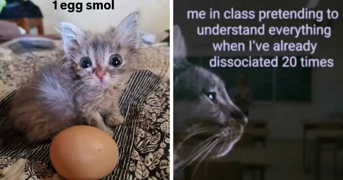 50 Funny Cat Memes That Prove Life Is Better When Cats Are Being Weird