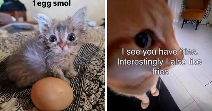50 Funny Cat Memes That Prove Life Is Better When Cats Are Being Weird